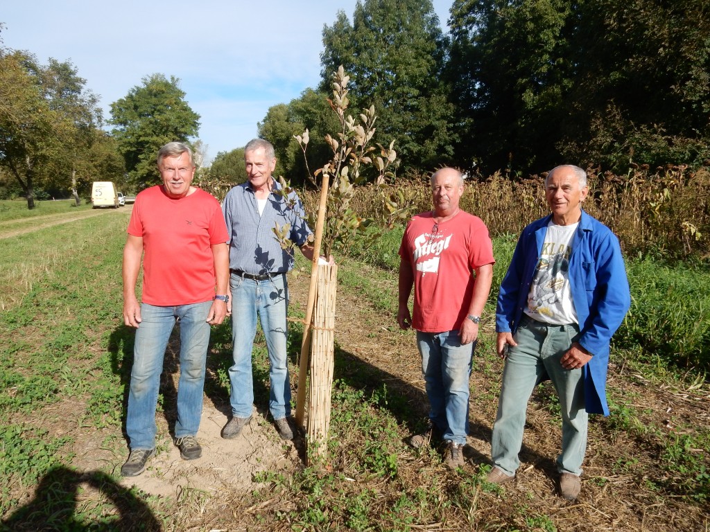 Auspflanzung alter Obstsorten in Absberg